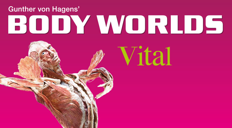 BODY WORLDS - VITAL ab jetzt in Bukarest!